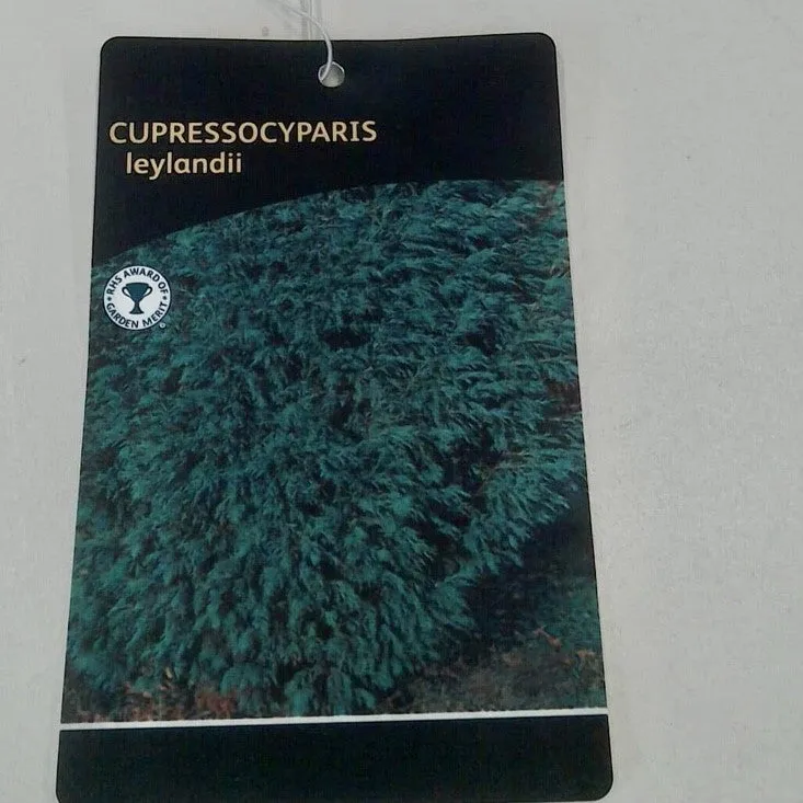 Cupressocyparis Leylandii, 3L