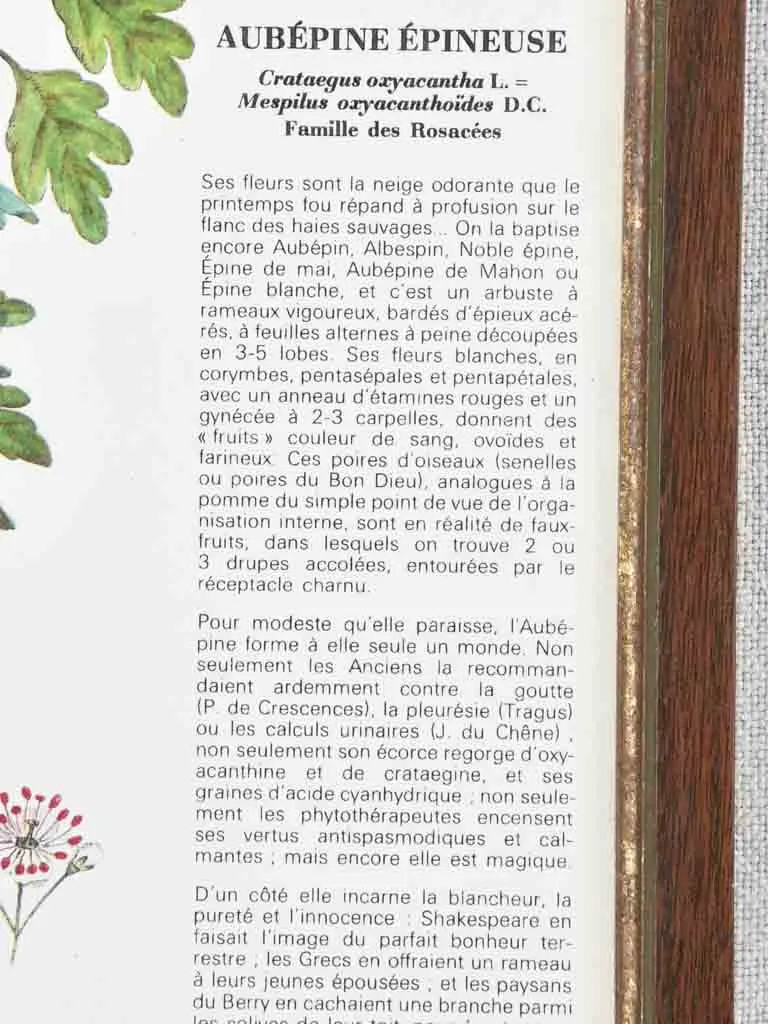 Early 20th century botanic art - aubepine 12½" x 8¼"