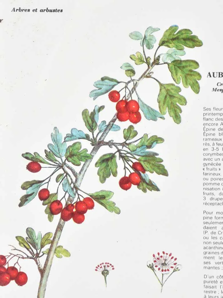 Early 20th century botanic art - aubepine 12½" x 8¼"