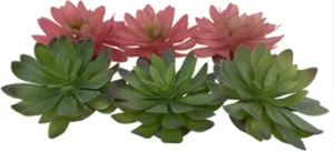 ECHEVERIA 2 MIXED COLORS
