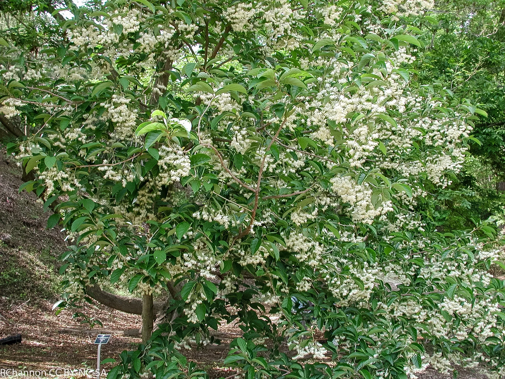 Epaulette Tree Pterostyrax psilophyllus 50 Seeds  USA Company