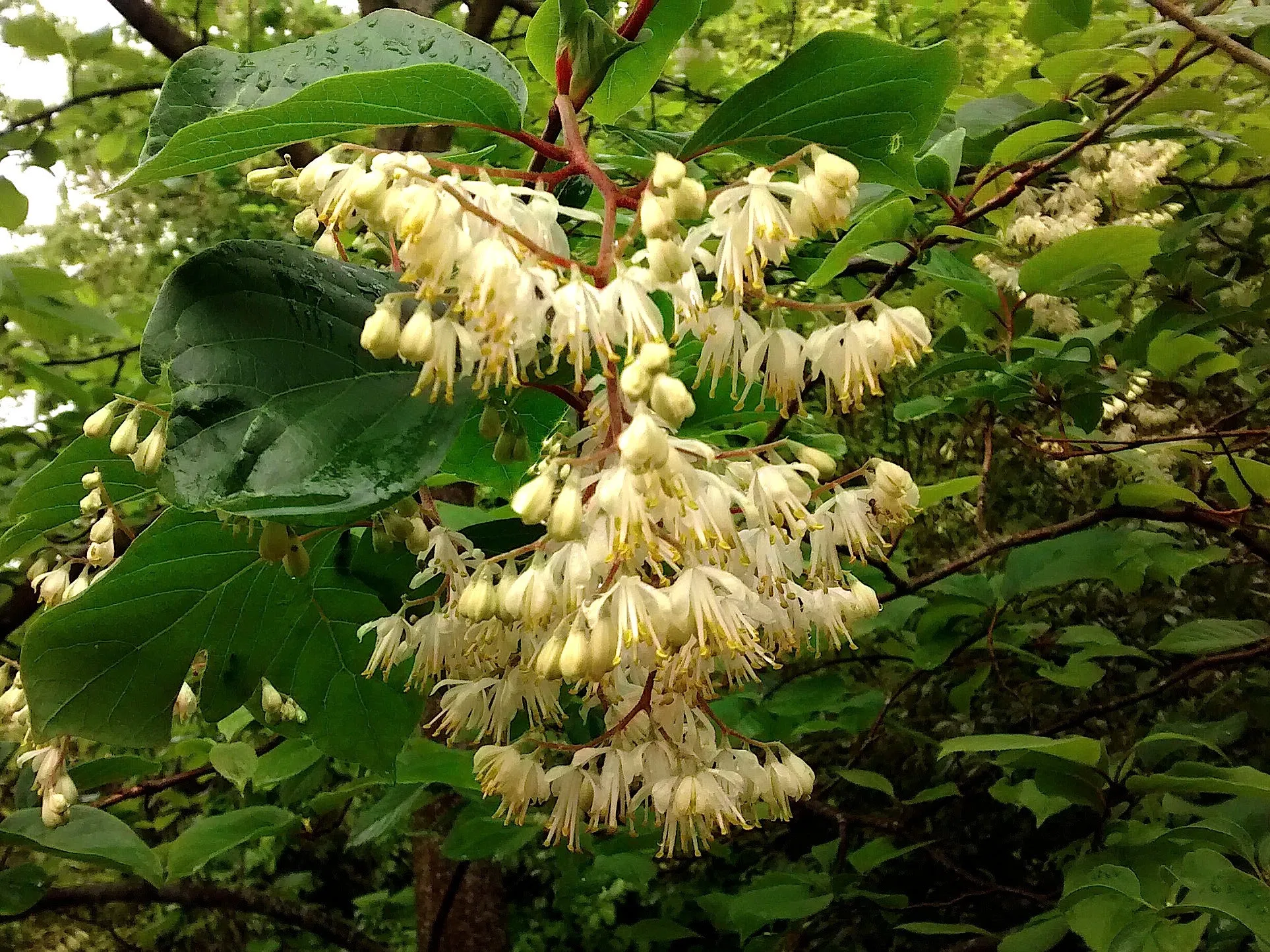 Epaulette Tree Pterostyrax psilophyllus 50 Seeds  USA Company