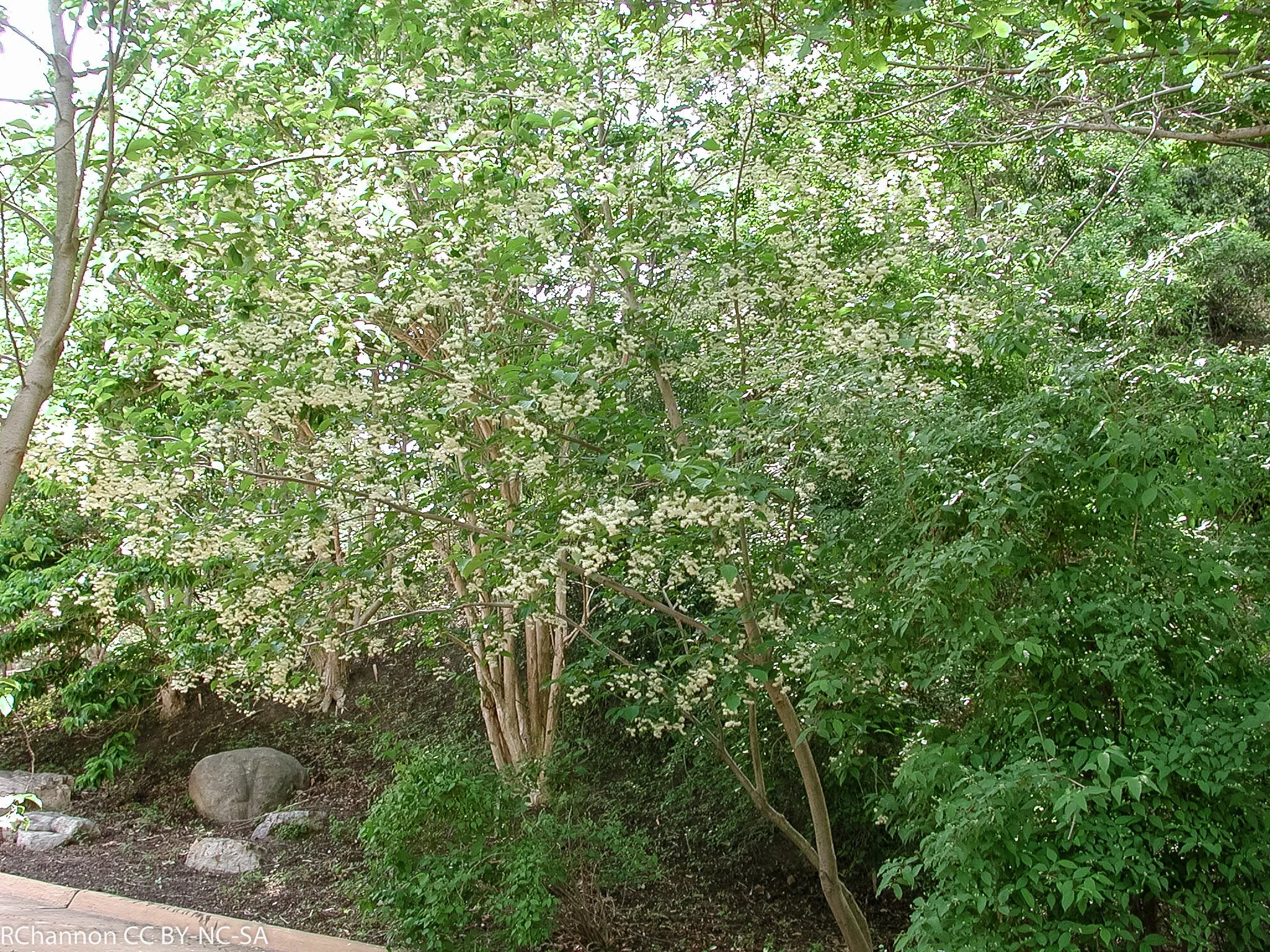 Epaulette Tree Pterostyrax psilophyllus 50 Seeds  USA Company