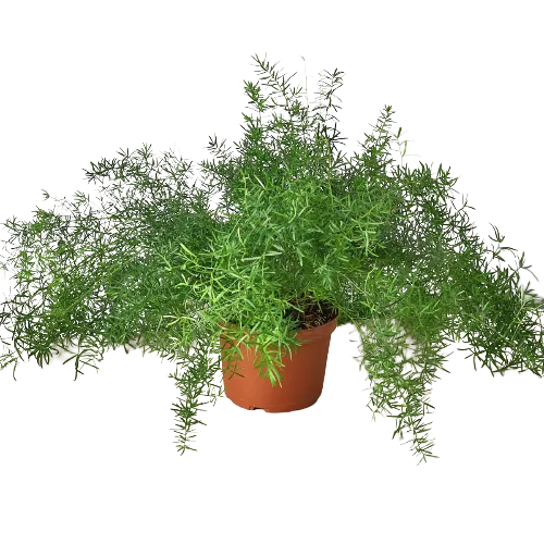 Fern 'Sprengeri'