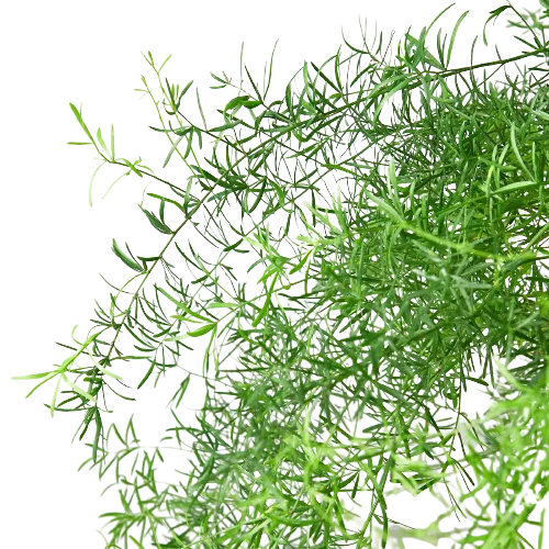 Fern 'Sprengeri'
