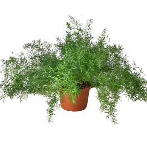Fern 'Sprengeri'