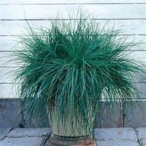 Festuca Festina / Blue Fescue Grass Multiseed Pellets - Beautiful Ornamental Grass. - 5 pellets