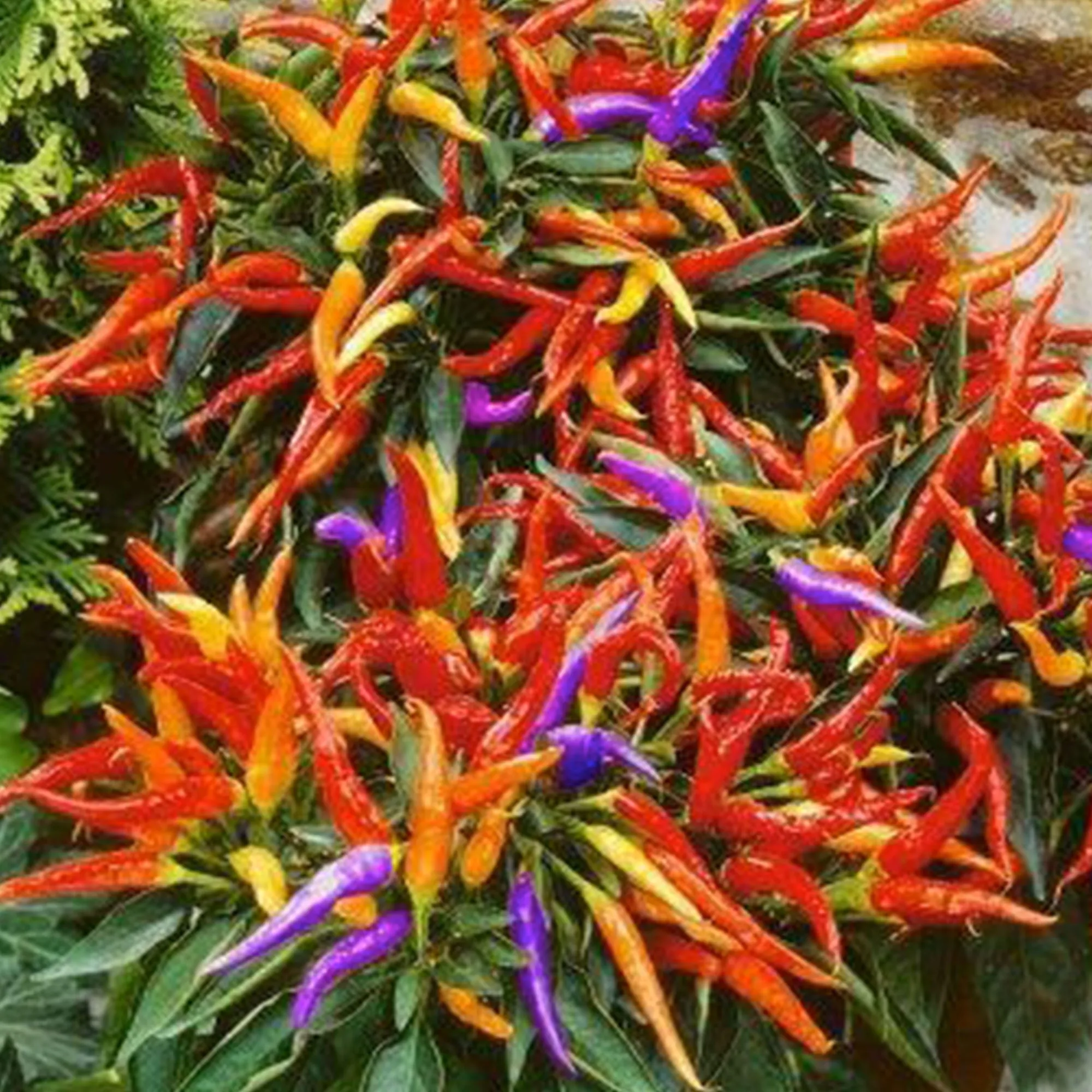 Fireworks Pepper Seeds