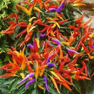 Fireworks Pepper Seeds