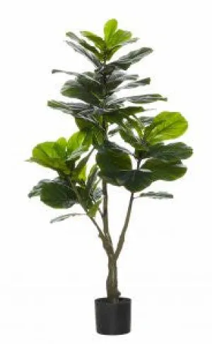 GIANT FIDDLE TREE 1
