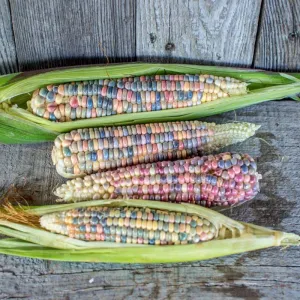 Glass Gem Corn (Organic 100 Days)