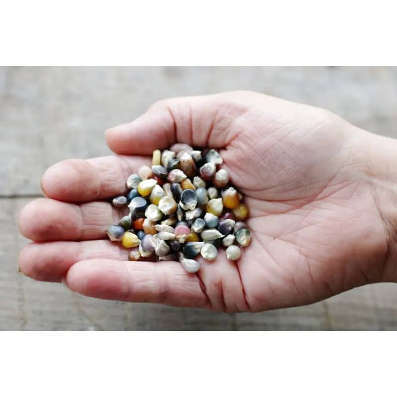 Glass Gem Corn (Organic 100 Days)