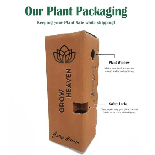 GrowHeaven Green mirchi live plant Hybrid All Seasons Chilli Plant Organic Desi Hybrid Green Chilli live plant Live Real Vegetable Organic Green Chilli Plant For Home Garden Live Plant pack with pot