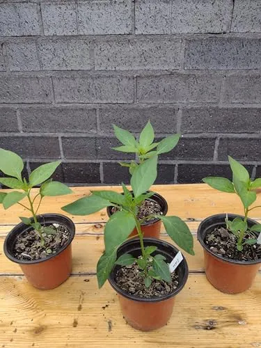 GrowHeaven Green mirchi live plant Hybrid All Seasons Chilli Plant Organic Desi Hybrid Green Chilli live plant Live Real Vegetable Organic Green Chilli Plant For Home Garden Live Plant pack with pot