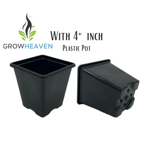 GrowHeaven Green mirchi live plant Hybrid All Seasons Chilli Plant Organic Desi Hybrid Green Chilli live plant Live Real Vegetable Organic Green Chilli Plant For Home Garden Live Plant pack with pot