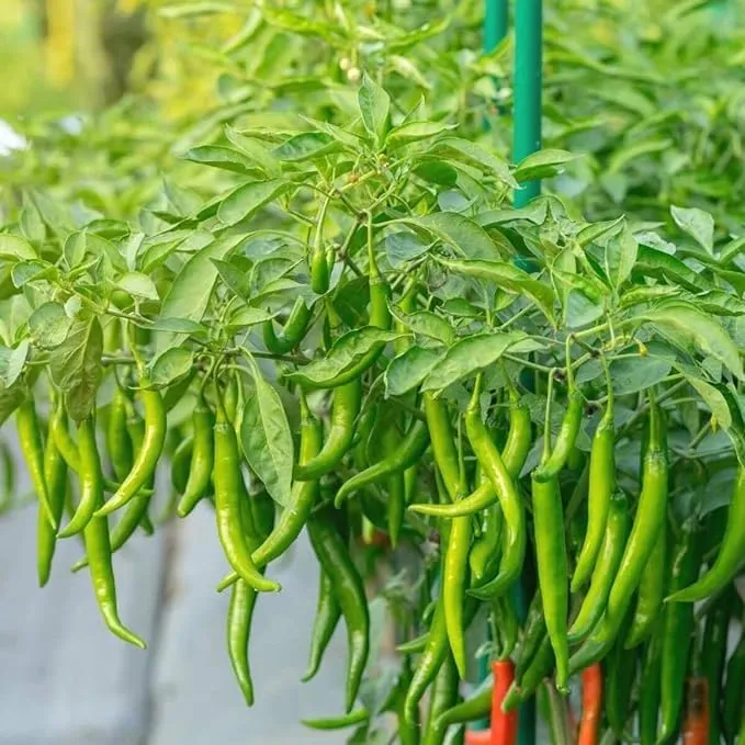 GrowHeaven Green mirchi live plant Hybrid All Seasons Chilli Plant Organic Desi Hybrid Green Chilli live plant Live Real Vegetable Organic Green Chilli Plant For Home Garden Live Plant pack with pot