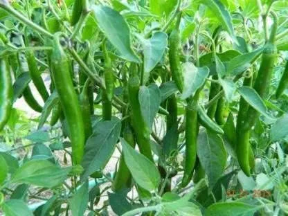 GrowHeaven Green mirchi live plant Hybrid All Seasons Chilli Plant Organic Desi Hybrid Green Chilli live plant Live Real Vegetable Organic Green Chilli Plant For Home Garden Live Plant pack with pot