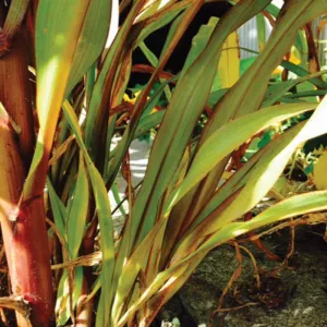 Jester Ornamental Millet