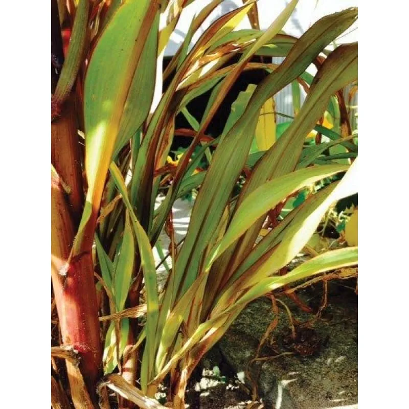Jester Ornamental Millet