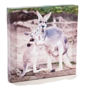 Kangaroo and Joey Canvas Art