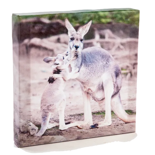Kangaroo and Joey Canvas Art