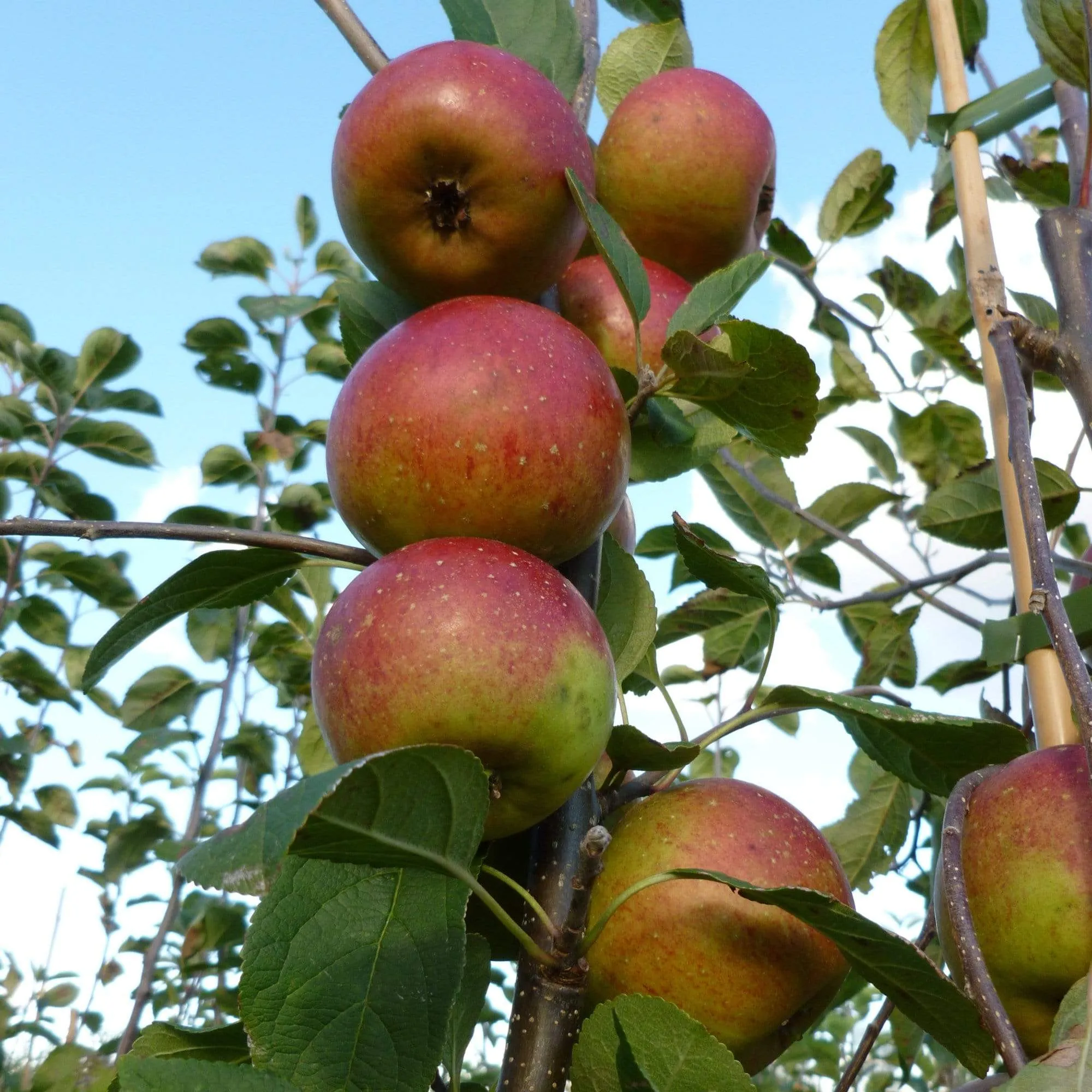'Laxton's Superb' Apple Tree