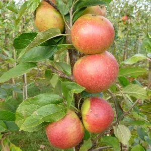 'Laxton's Superb' Apple Tree