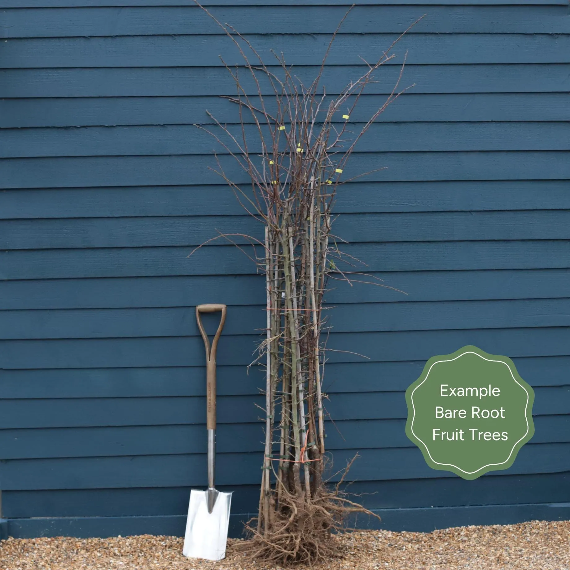 'Laxton's Superb' Apple Tree