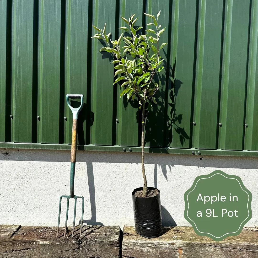 'Laxton's Superb' Apple Tree