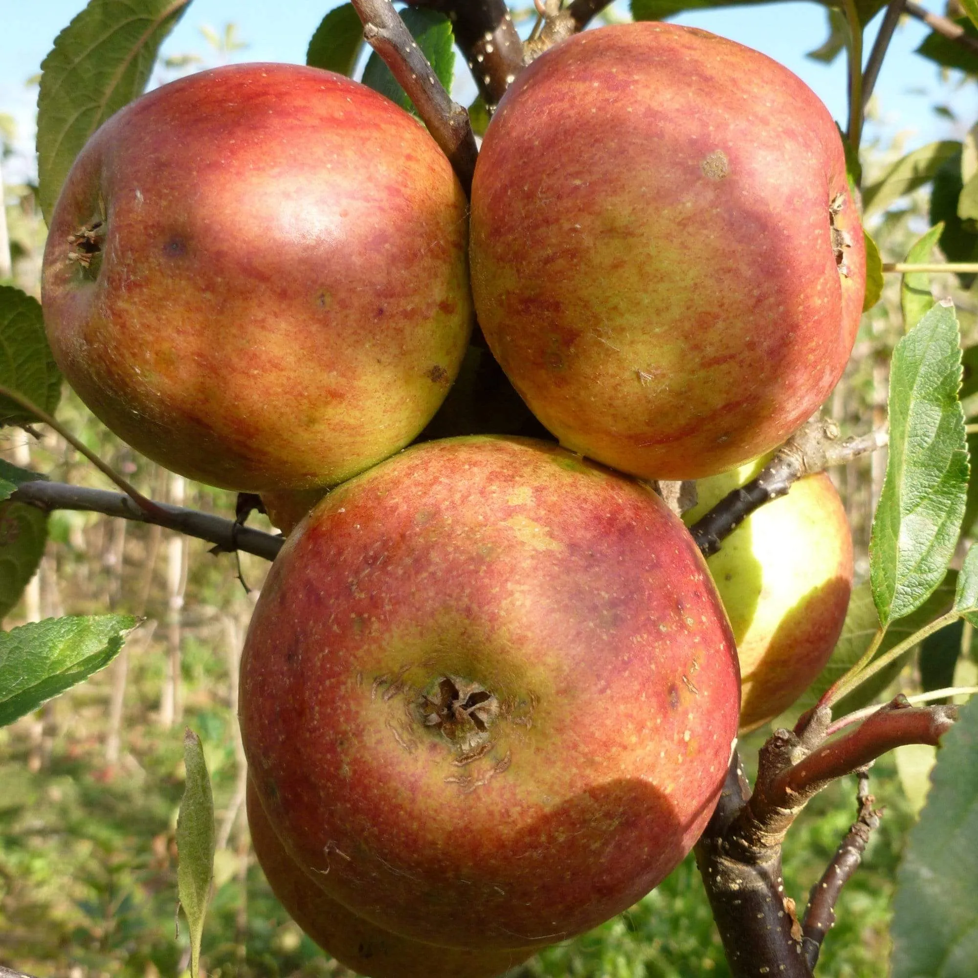 'Laxton's Superb' Apple Tree