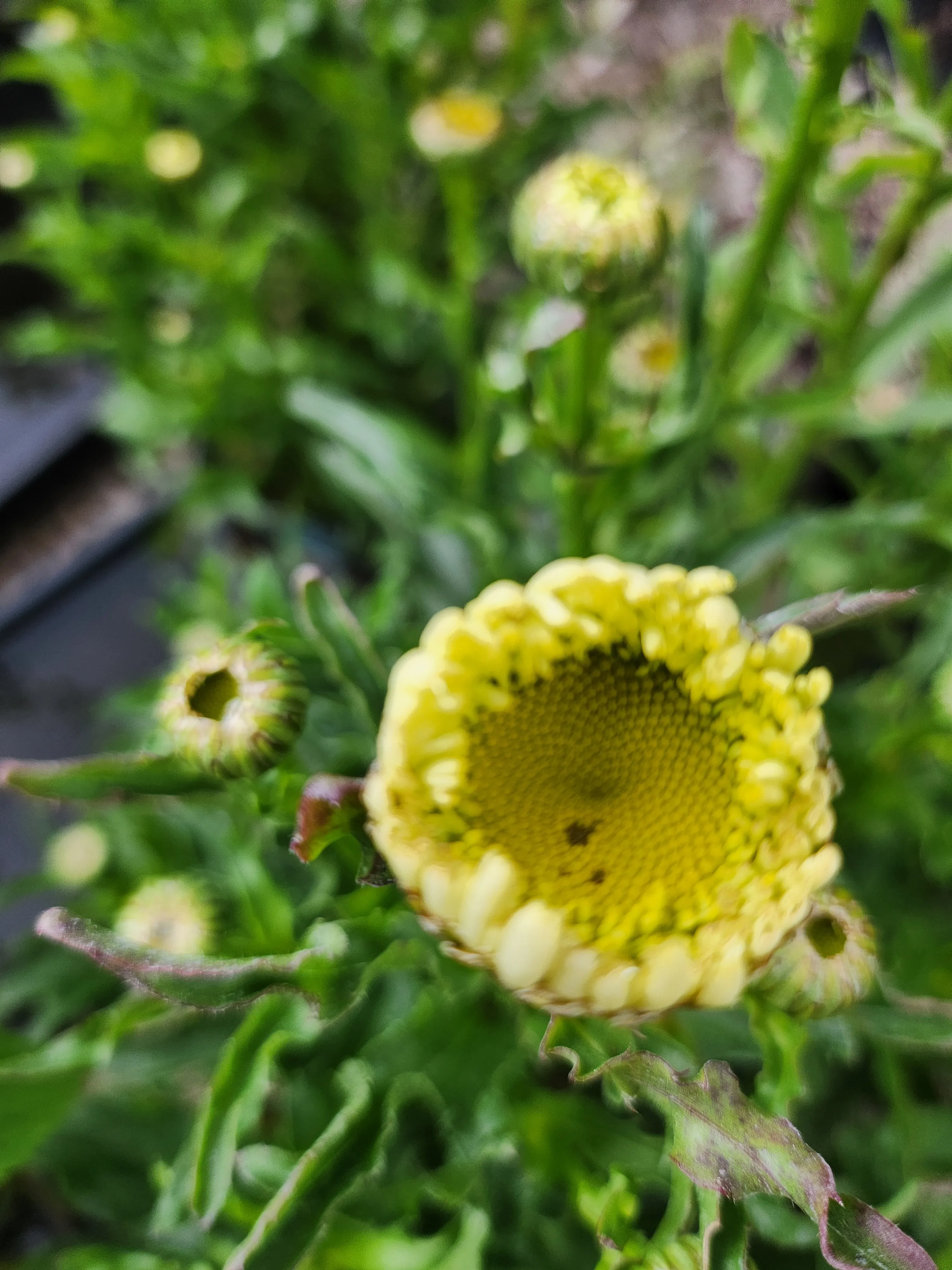 Leucanthemum ' Real Charmer'