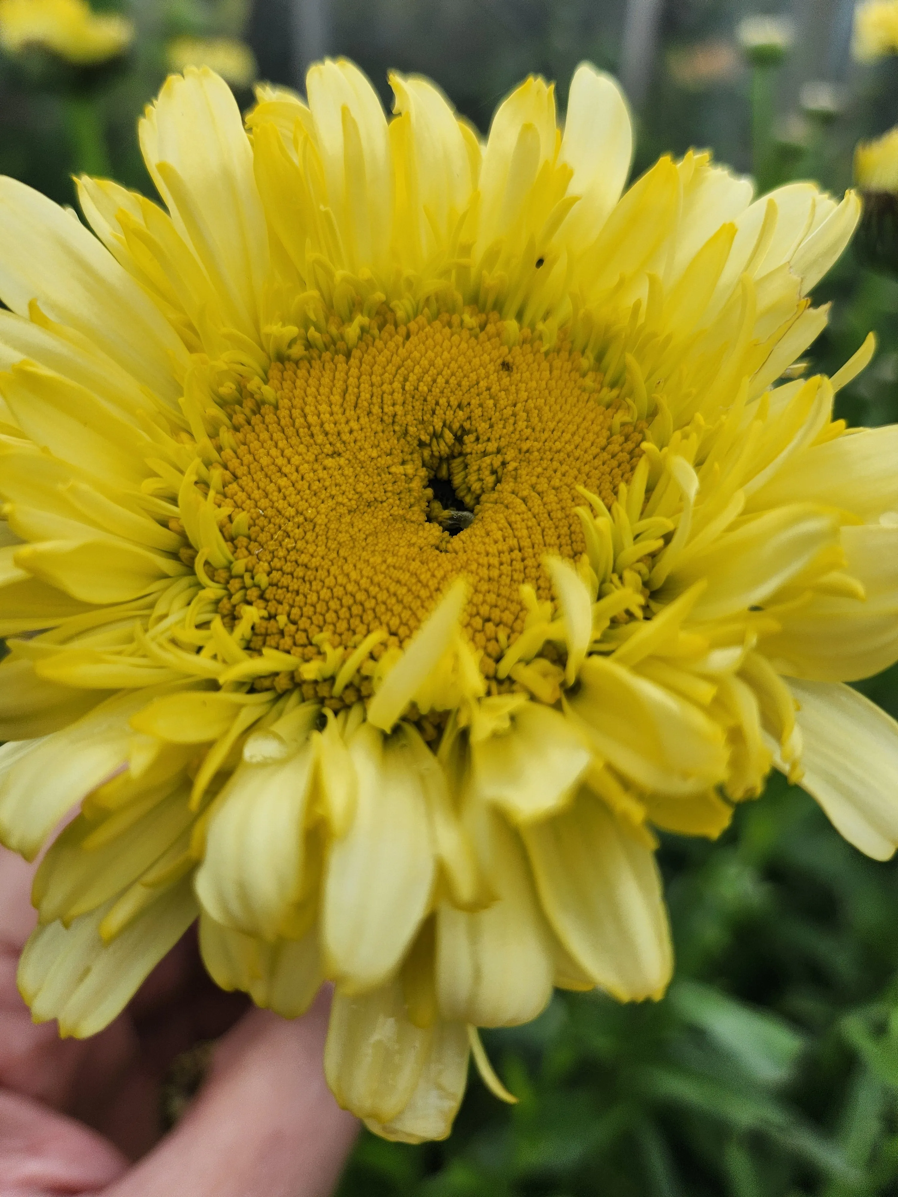 Leucanthemum ' Real Charmer'