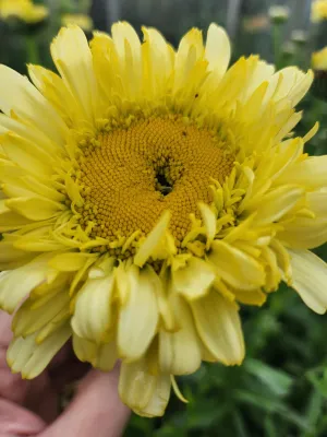 Leucanthemum ' Real Charmer'