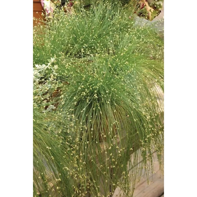 LIVE WIRE GRASS
