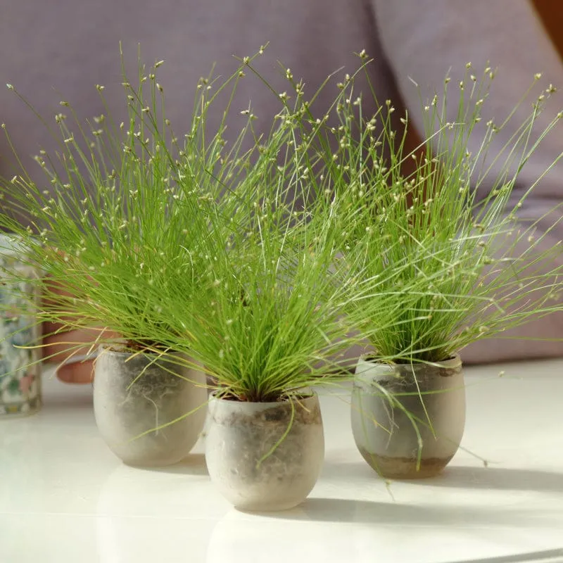 LIVE WIRE GRASS