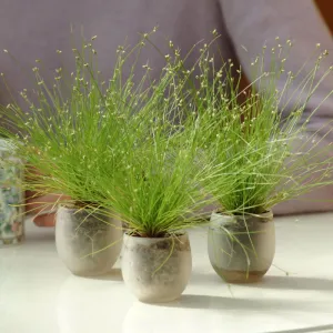 LIVE WIRE GRASS