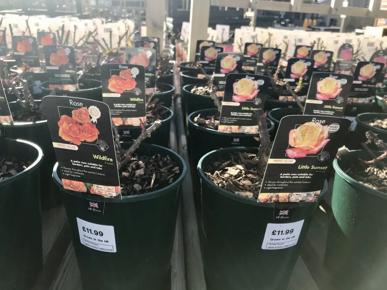 Patio Roses, 3L Pots