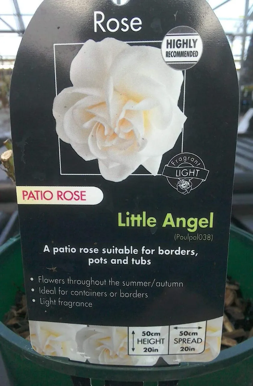 Patio Roses, 3L Pots