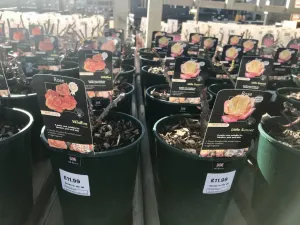 Patio Roses, 3L Pots