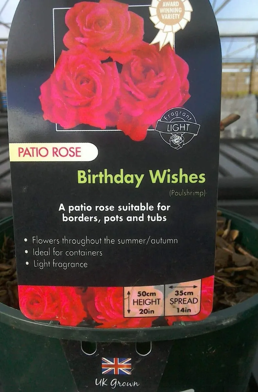 Patio Roses, 3L Pots