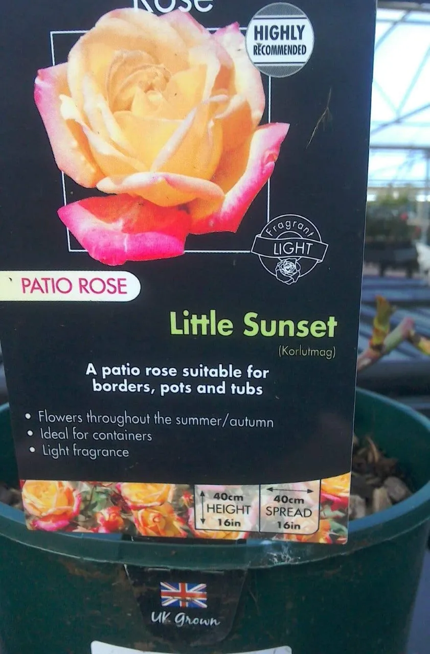 Patio Roses, 3L Pots