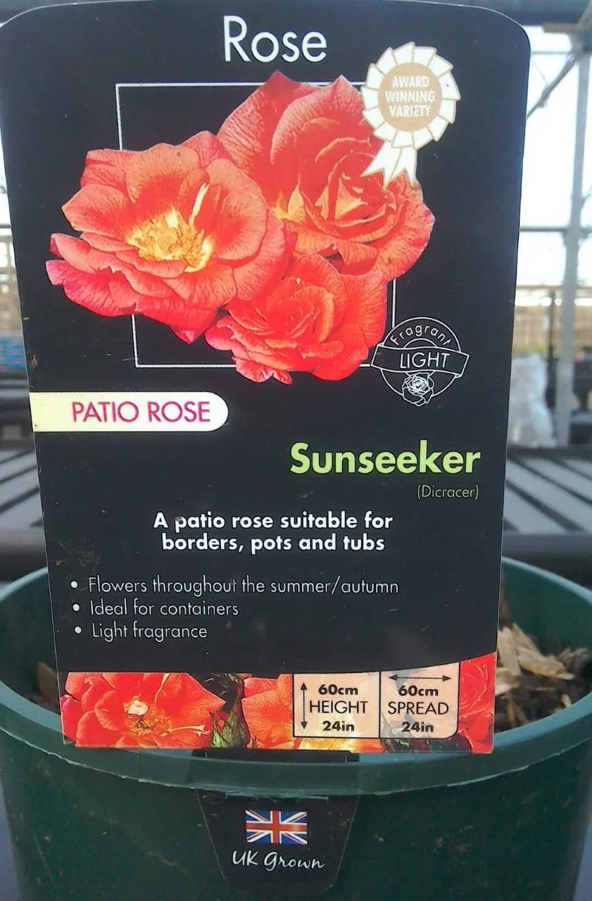 Patio Roses, 3L Pots