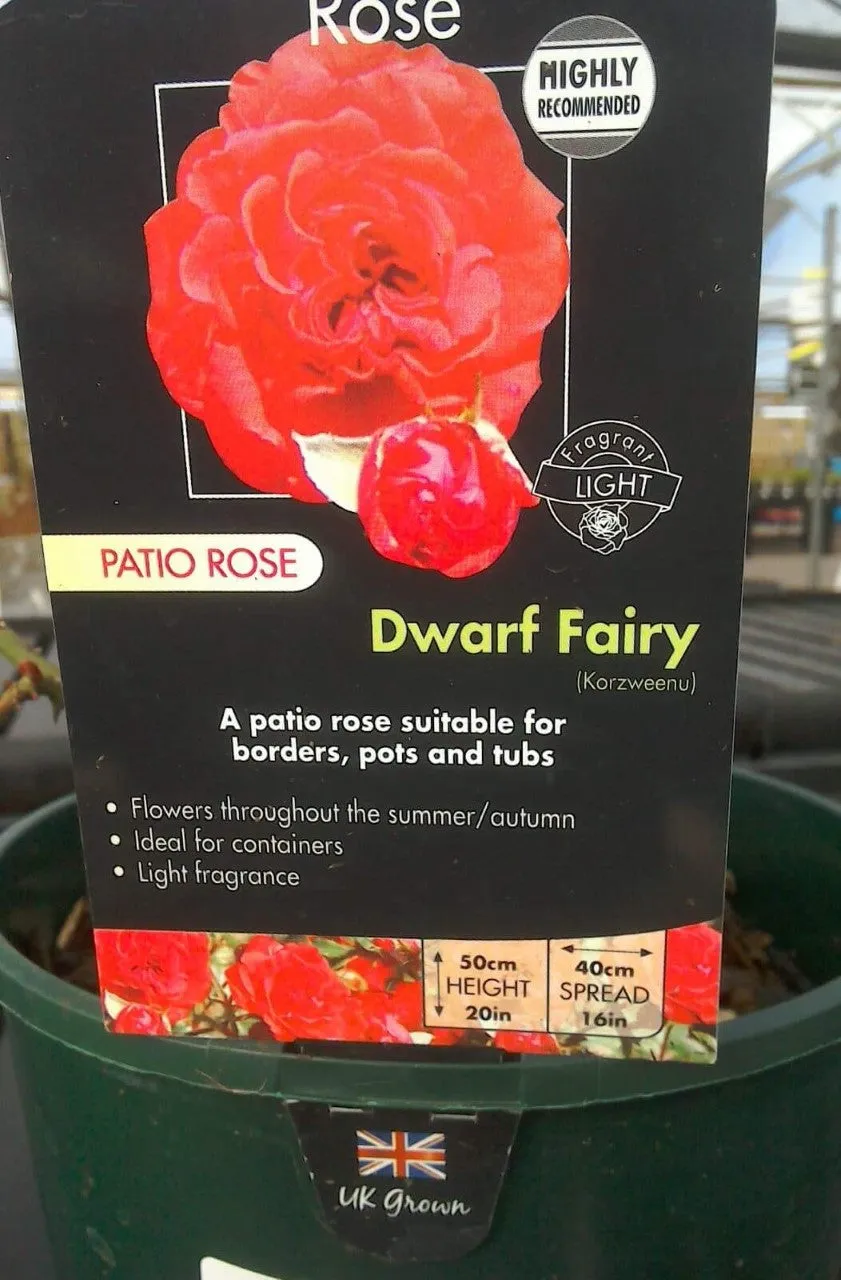Patio Roses, 3L Pots