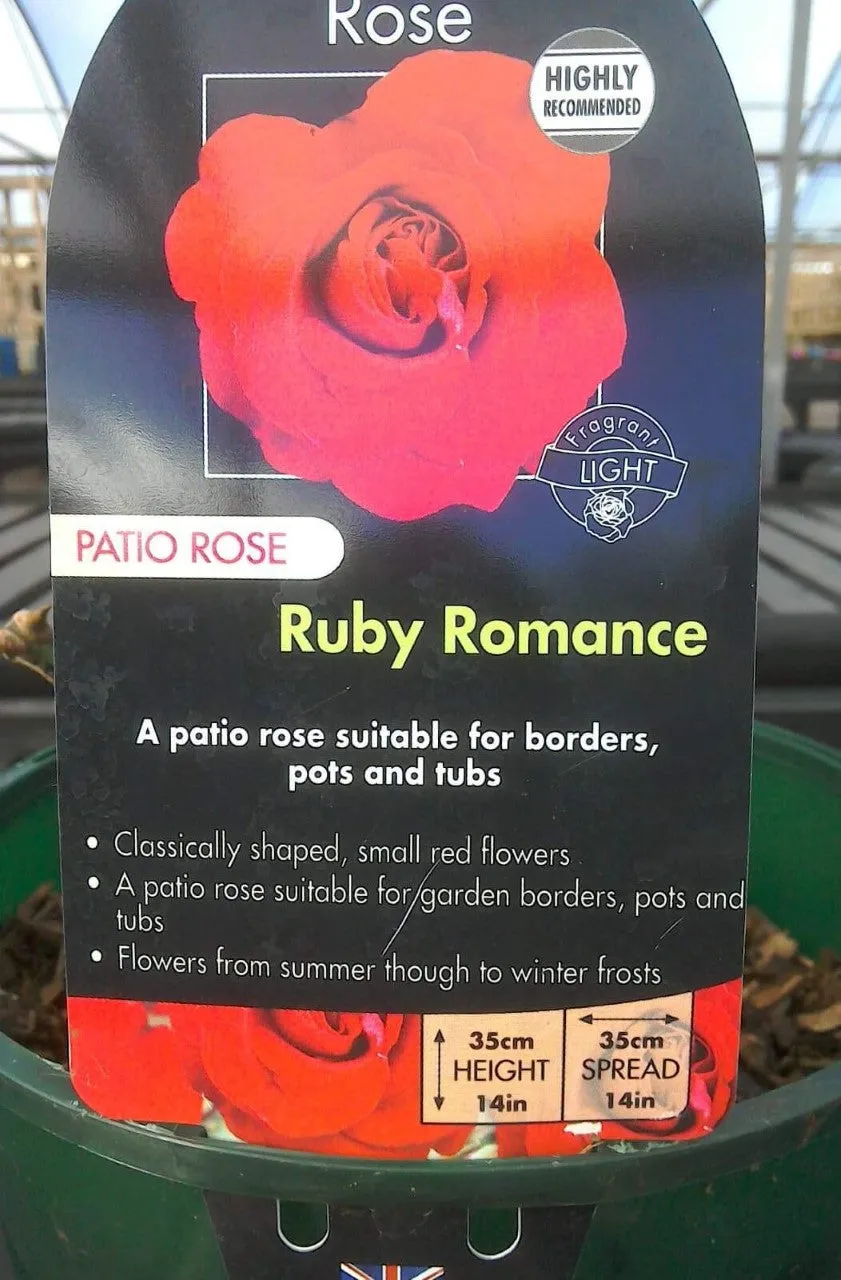 Patio Roses, 3L Pots