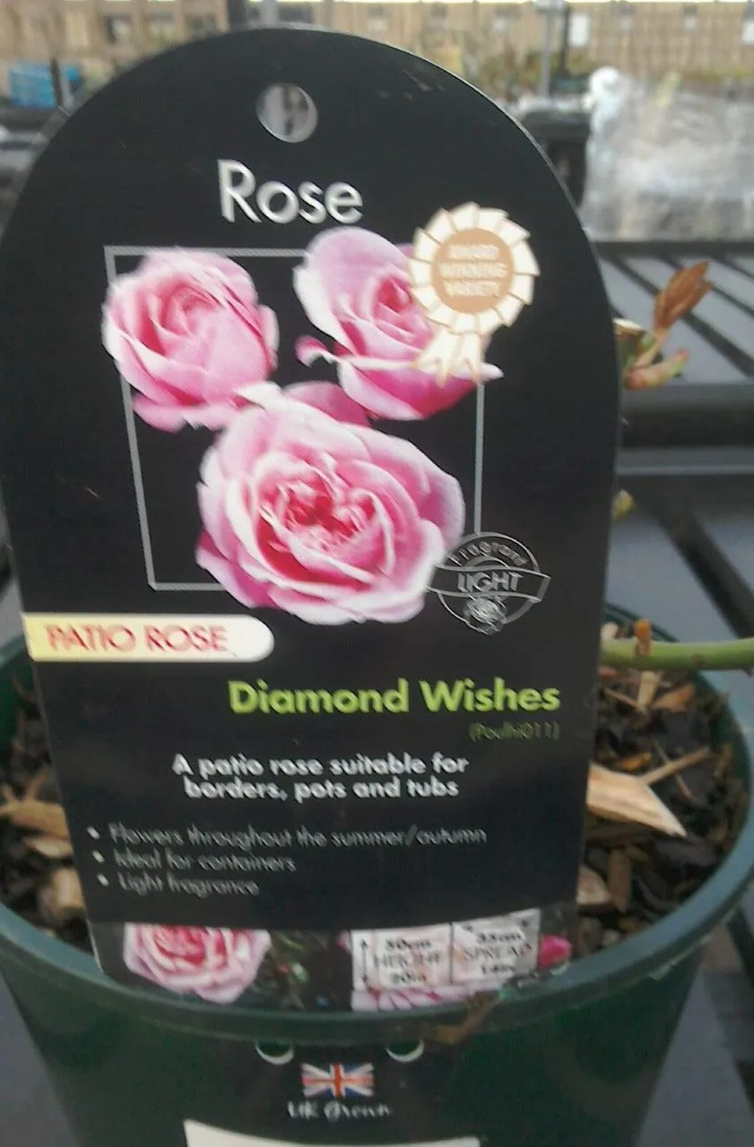 Patio Roses, 3L Pots