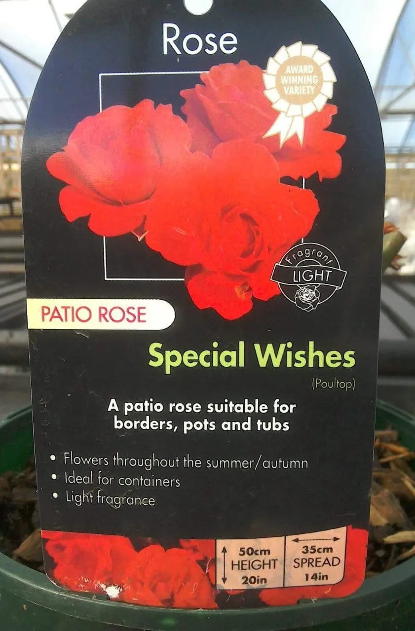 Patio Roses, 3L Pots