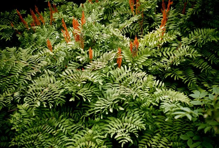 pot fern royal