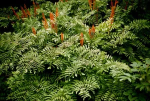 pot fern royal