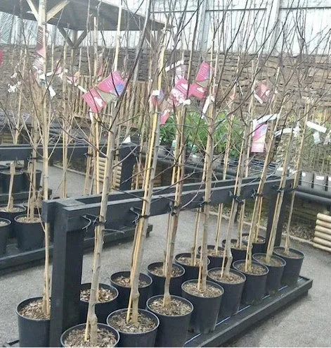 Prunus Spring Glow