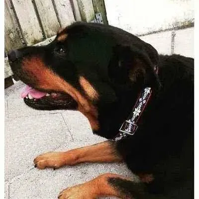 Regal Paws Personalised Large Dog Collar